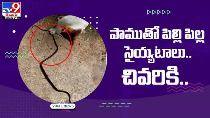 Viral Video: పాముతో ఆటలు ఆడిన పిల్లి పిల్ల !! చివరకు ఏమైందంటే ?? వీడియో Viral Video: పాముతో ఆటలు ఆడిన పిల్లి పిల్ల !! చివరకు ఏమైందంటే ?? వీడియో