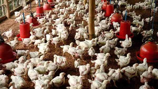 Chicken: సండే వస్తే చికెన్ తప్పనిసరి.. కానీ ఈ విషయం తెలిస్తే నిర్ణయం మార్చుకుంటారు..?
