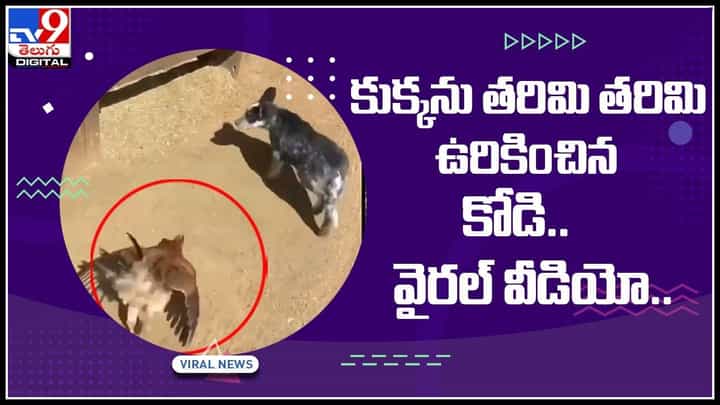Hen fight with Dog: కోడి పిల్లలపైకి దూసుకొచ్చిన కుక్క.. శునకాన్ని తరిమి తరిమి ఉరికించిన కోడి.. వైరల్ వీడియో Hen fight with Dog: కోడి పిల్లలపైకి దూసుకొచ్చిన కుక్క.. శునకాన్ని తరిమి తరిమి ఉరికించిన కోడి.. వైరల్ వీడియో
