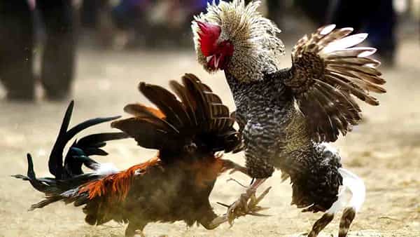 Cock Fight: కోడిపందాల శిబిరాలపై పోలీసుల దాడులు.. 32 మంది అరెస్ట్, నగదుతో పాటు వాహనాలు, 60 కోడిపుంజుల స్వాధీనం