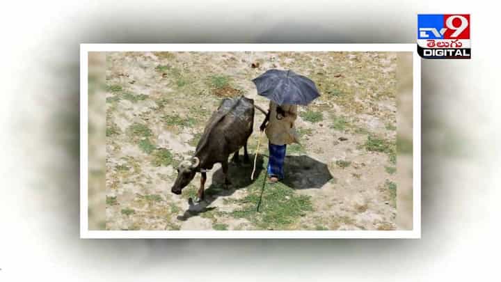 గేదె పాలివ్వడం లేదంటూ పోలీస్ స్టేషన్లో ఫిర్యాదు !! పోలీసులు ఏంచేశారంటే ?? వీడియో గేదె పాలివ్వడం లేదంటూ పోలీస్ స్టేషన్లో ఫిర్యాదు !! పోలీసులు ఏంచేశారంటే ?? వీడియో