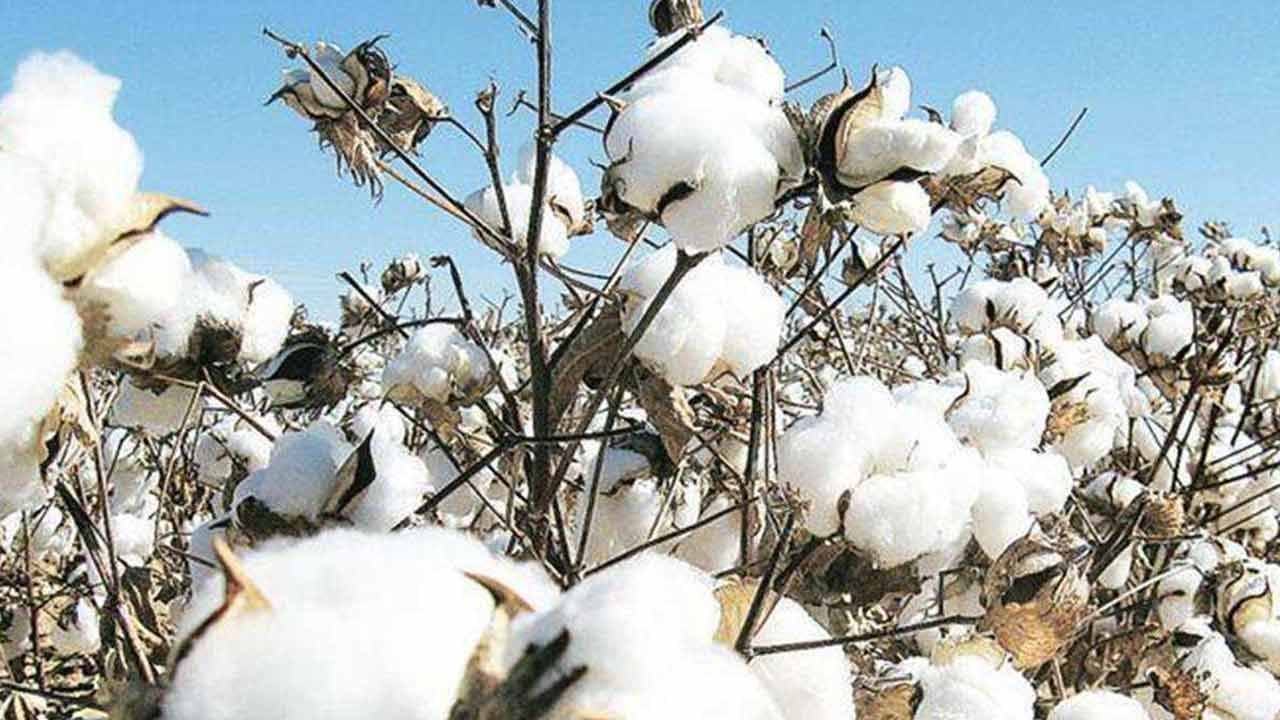 Cotton Prices: పత్తి రైతు పంట పండింది.. భారీగా పలుకుతోన్న ధర