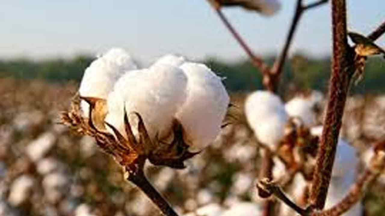 Cotton Farmers: పత్తి రైతులకు గుడ్ న్యూస్‌..! క్వింటాల్‌ ధర ఎంత పలుకుతుందో తెలుసా..?