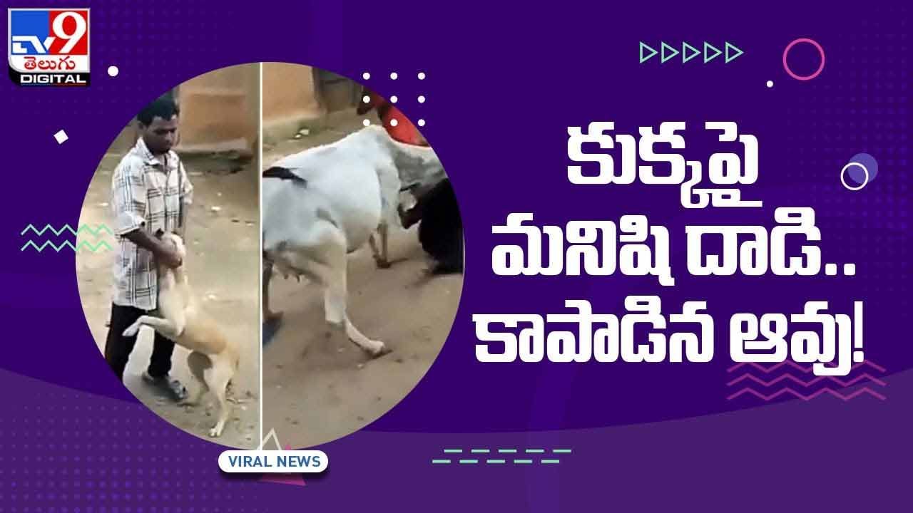 Viral Video: కుక్కపై ఓ మనిషి పైశాచికం.. కుక్క ఆర్తనాదాలు విని కాపాడిన ఆవు.. వీడియో