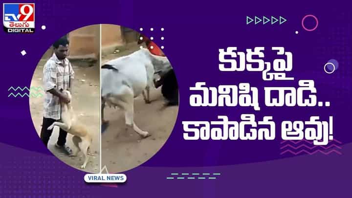 Viral Video: కుక్కపై ఓ మనిషి పైశాచికం.. కుక్క ఆర్తనాదాలు విని కాపాడిన ఆవు.. వీడియో Viral Video: కుక్కపై ఓ మనిషి పైశాచికం.. కుక్క ఆర్తనాదాలు విని కాపాడిన ఆవు.. వీడియో