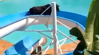 Painful Vacation: టాయ్‌లెట్‌కి వెళ్లిన పర్యాటకుడిపై కాలనాగు దాడి.. కాటు ఎక్కడ వేసిందంటే..?