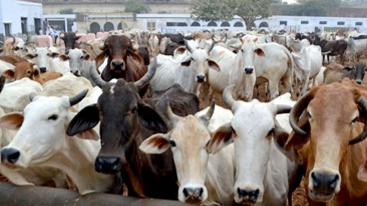 Cows listening songs: గోశాలలో పాటలు వింటున్న ఆవులు.. ఏ పాటలో తెలుసా..