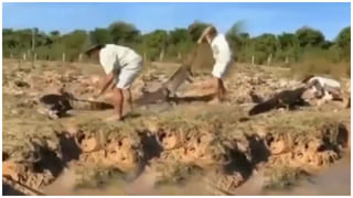 Viral Video: మొసలి నోట్లో మోచెయి పెడితే ఊరుకుంటుందా..? వీడియో