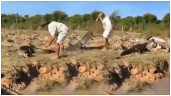 Viral: మొసలికి కోపమొస్తే ఇంతేనేమో.! ఆటపట్టించిన వ్యక్తిని చెడుగుడు ఆడుకుంది.. ఒళ్లు గగుర్పొడిచే వీడియో.!