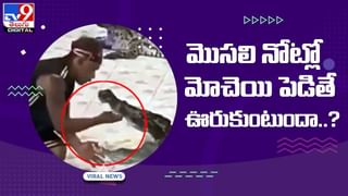 Viral Video: ఎలుకను వేటాడబోయిన పాము.. కాని రివర్స్‌ అయిన ఎటాక్‌..  చివరికి ఏది గెలిచిందో మీరే చూసేయండి..