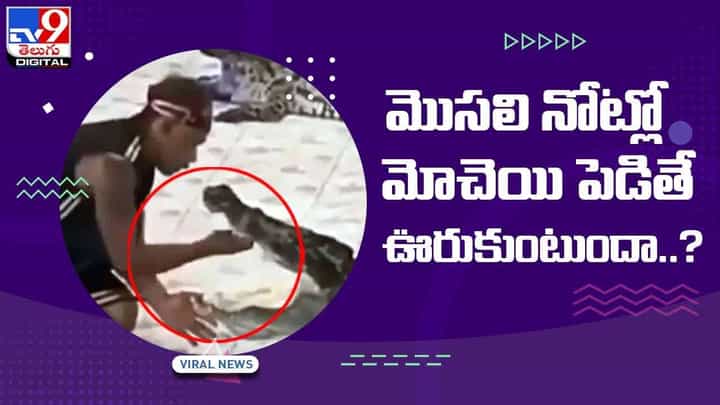 Viral Video: మొసలి నోట్లో మోచెయి పెడితే ఊరుకుంటుందా..? వీడియో Viral Video: మొసలి నోట్లో మోచెయి పెడితే ఊరుకుంటుందా..? వీడియో