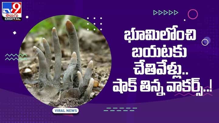 Dead man's fingers: భూమి లోంచీ బయటికొచ్చిన చేతి వేళ్లు.. భయంతో వణికిపోయిన జనం.. వీడియో Dead man's fingers: భూమి లోంచీ బయటికొచ్చిన చేతి వేళ్లు.. భయంతో వణికిపోయిన జనం.. వీడియో