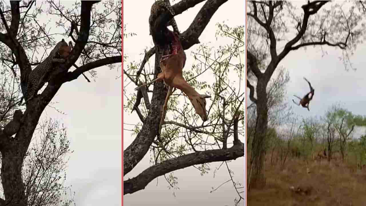 Viral Video: చిరుత జింకను వేటాడింది.. దానిని పట్టుకుని చెట్టుపైకి ఎక్కింది.. ఇంతలో సీన్‌ రివర్స్‌.. ఏం జరిగిందో చూడండి..!