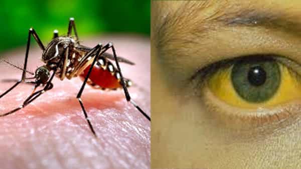 Hepatitis: డెంగ్యూతో బాధపడుతున్న వారికి కామెర్లు కూడా సోకే అవకాశం.. లక్షణాలు తెలుసుకుని జాగ్రత్త పడాలి!