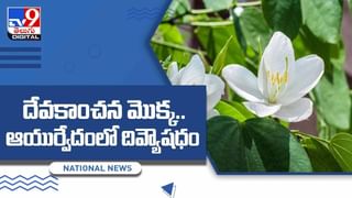 Stevia Leaves: షుగర్ వ్యాధిగ్రస్తులకు దివ్య ఔషధం.. పంచదార బదులు దీని ఆకులను వాడితే ఎంతో మేలంటున్న ఆయుర్వేదం