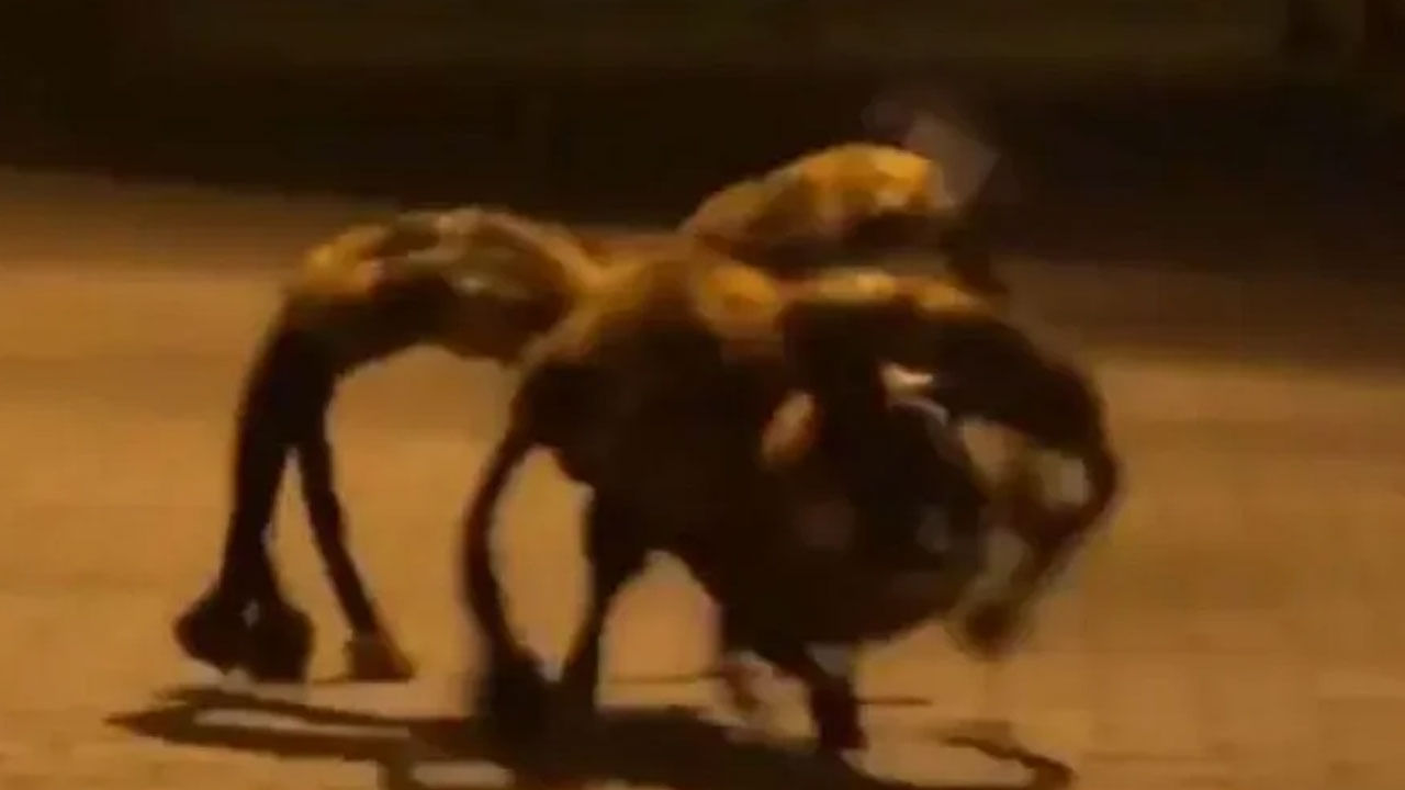 Viral Video: అమ్మబాబోయ్.! భయంకర సాలీడుగా మారిన శునకం.. కుక్కను చూసి బెదిరిపోతున్న జనం.. వైరల్ వీడియో!