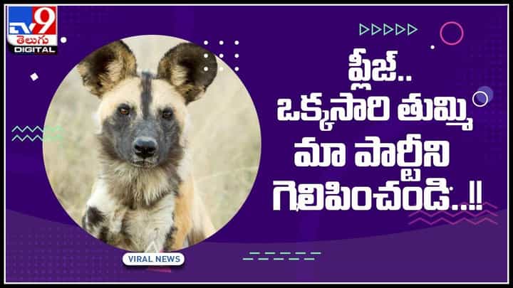 Dog ownership: ప్లీజ్.. ఒక్కసారి తుమ్మి మా పార్టీని గెలిపించండి..! పార్టీలు మీకే కాదు మాకు కూడా.. మీ తుమ్మే మా గెలుపు.. (వీడియో) Dog ownership: ప్లీజ్.. ఒక్కసారి తుమ్మి మా పార్టీని గెలిపించండి..! పార్టీలు మీకే కాదు మాకు కూడా.. మీ తుమ్మే మా గెలుపు.. (వీడియో)