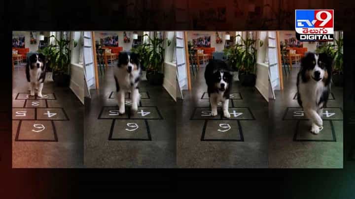 Dog Practices Squid Game : కుక్క ఎంతో ఈజీగా స్క్విడ్ గేమ్ ఆడేస్తోంది !! నెట్టింట వైరల్ అవుతున్న వీడియో Dog Practices Squid Game : కుక్క ఎంతో ఈజీగా స్క్విడ్ గేమ్ ఆడేస్తోంది !! నెట్టింట వైరల్ అవుతున్న వీడియో