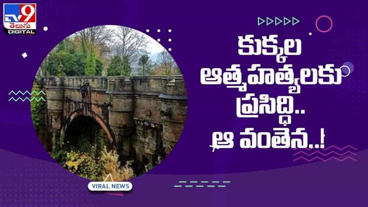 Viral Video : కుక్కల ఆత్మహత్యలకు ప్రసిద్ధి ఆ వంతెన.. వీడియో Viral Video : కుక్కల ఆత్మహత్యలకు ప్రసిద్ధి ఆ వంతెన.. వీడియో