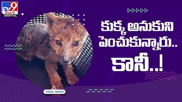 పాపం కుక్క అనుకుని పెంచుకున్నారు !! ఆరు నెలల తర్వాత అసలు విషయం తెలిసింది !! వీడియో పాపం కుక్క అనుకుని పెంచుకున్నారు !! ఆరు నెలల తర్వాత అసలు విషయం తెలిసింది !! వీడియో
