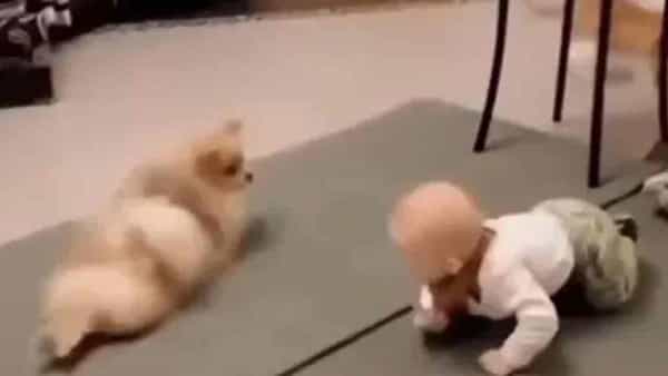 Dog and Child: టీచింగ్ కూడా ఓ కళ .. పసివాడికి పాకడం నేర్పిస్తున్న కుక్క..నెటిజన్లు ఫిదా.. వీడియో వైరల్
