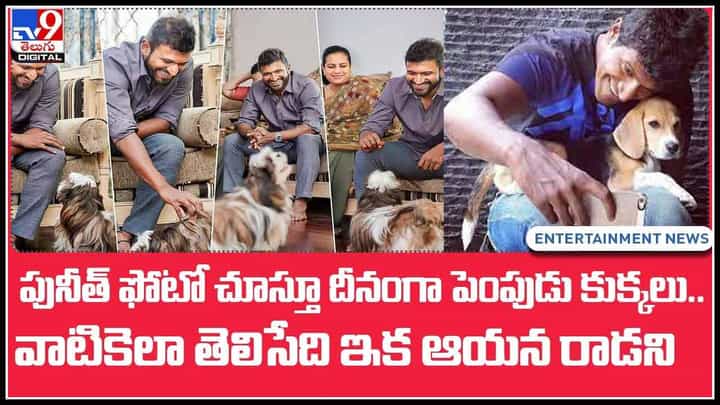 Puneeth pet dogs: పునీత్ ఫోటో చూస్తూ దీనంగా పెంపుడు కుక్కలు.. వాటికెలా తెలిసేది ఇక ఆయన రాడని.. డిపిస్తున్న వీడియో Puneeth pet dogs: పునీత్ ఫోటో చూస్తూ దీనంగా పెంపుడు కుక్కలు.. వాటికెలా తెలిసేది ఇక ఆయన రాడని.. డిపిస్తున్న వీడియో