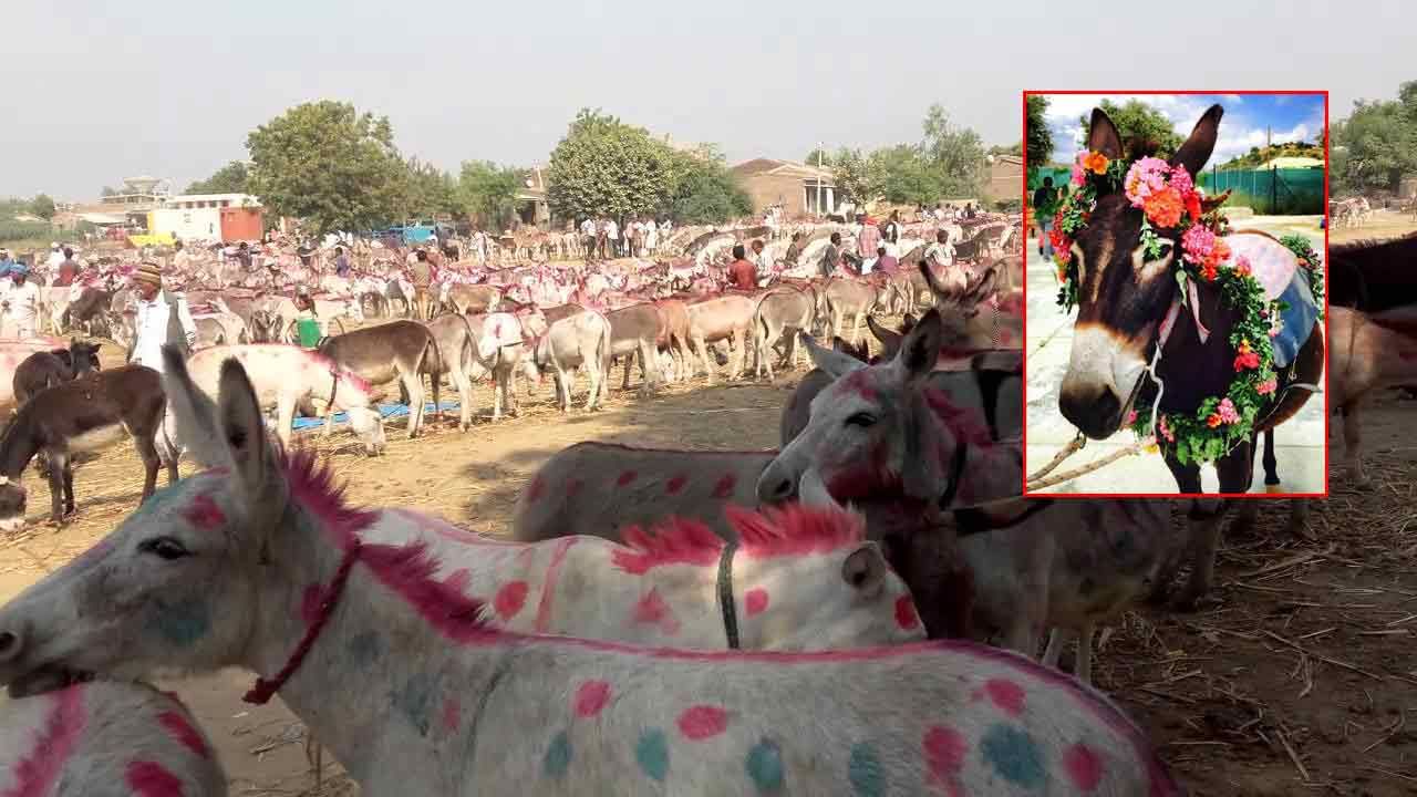 Donkey Fair: ఈ ఏడాది గాడిదల జాతరకు విశేష స్పందన.. భారీగా తరలివచ్చిన వ్యాపారులు..