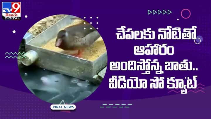 చేపలకు తన నోటితో ఆహారం అందిస్తోన్న బాతు !! సో క్యూట్ !! వీడియో చేపలకు తన నోటితో ఆహారం అందిస్తోన్న బాతు !! సో క్యూట్ !! వీడియో