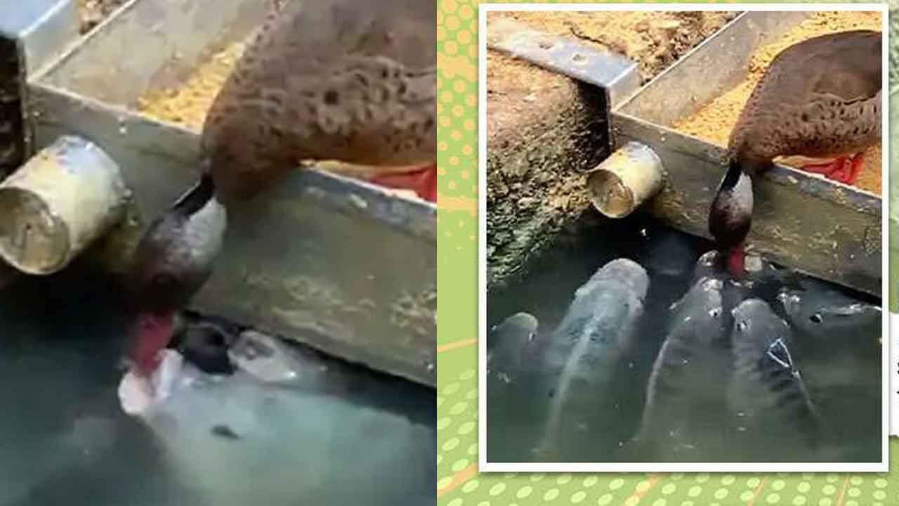 Viral Video: సో క్యూట్.. చేపలకు తన నోటితో ఆహారం అందిస్తోన్న బాతు.. ఫిదా అవుతారు