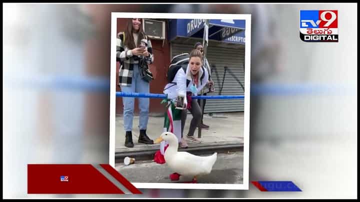 Duck walking video: మారథన్లో పాల్గొన్న బాతు.. సోషల్ మీడియాలో వీడియో వైరల్.! షాక్లో యూత్.. Duck walking video: మారథన్లో పాల్గొన్న బాతు.. సోషల్ మీడియాలో వీడియో వైరల్.! షాక్లో యూత్..