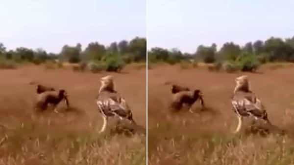 Viral Video: కోడి పిల్లలను వేటాడబోయిన గద్ద.. పట్టపగలే చుక్కలు చూపెట్టిన తల్లి కోడి.. షాకింగ్ వీడియో మీకోసం..!