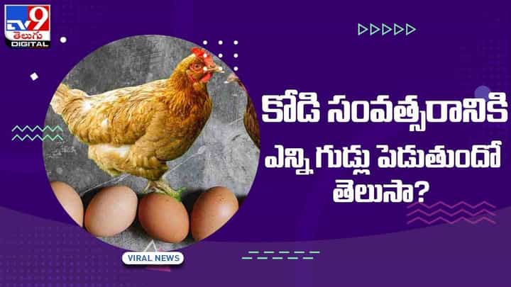 Eggs Farming: కోడి సంవత్సరానికి ఎన్ని గుడ్లు పెడుతుందో తెలుసా? వీడియో Eggs Farming: కోడి సంవత్సరానికి ఎన్ని గుడ్లు పెడుతుందో తెలుసా? వీడియో