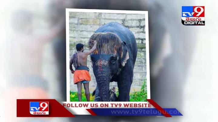 Viral Video: ఏనుగు క్యూట్ క్యూట్ హెయిర్ అదుర్స్ !! వీడియో Viral Video: ఏనుగు క్యూట్ క్యూట్ హెయిర్ అదుర్స్ !! వీడియో