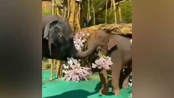 Viral Video: వాహ్.. ఇలా కదా ప్రేమను ఎక్స్ప్రెస్ చేసేది!.. ఈ ఏనుగు తన ప్రేయసికి ఎలా ప్రపోజ్ చేసిందో చూస్తే ఫిదా అయిపోతారంతే..