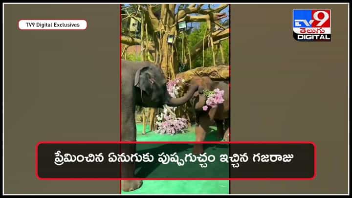 Gajraj romantic way: ప్రేమించిన ఏనుగుకు పూలు ఇచ్చిన గజరాజు.. వైరల్ అవుతున్న ఏనుగు ప్రపోజల్ వీడియో.. Gajraj romantic way: ప్రేమించిన ఏనుగుకు పూలు ఇచ్చిన గజరాజు.. వైరల్ అవుతున్న ఏనుగు ప్రపోజల్ వీడియో..