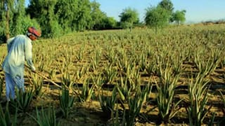 Pensioners: పెన్షనర్లకు శుభవార్త..! జీవిత భాగస్వామి లేనప్పుడు ఇది తప్పనిసరి కాదు..