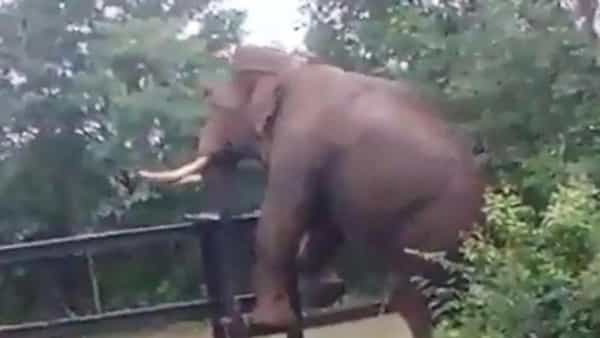 Viral Video: నాకేదీ అడ్డు.. ఇనుప కంచె మీదుగా చాకచక్యంగా దూకిన ఏనుగు.. వైరల్గా మారిన వీడియో..