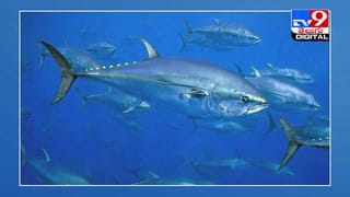 Viral Video: వావ్‌ అద్భుతం !! హ్యారీపాటర్‌ సినిమాలోలా !! వీడియో