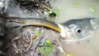 Viral Video: పేరుకే బుడ్డోడు.. బౌలింగ్‌లో మాత్రం కాదు.. తన స్పిన్‌‌తో బ్యాట్స్‌మెన్‌ను ఎలా భయపెట్టాడో చూడండి..!