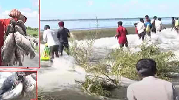 AP Floods-Fishing: రోడ్లపైనే చేపల వేట, ఒక్కోటి కిలోకు పైనే.. ఎగబడ్డ జనం..