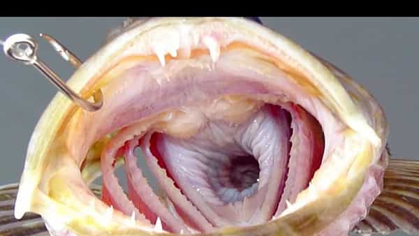 Mysterious Fish: 555 పదునైన పళ్లు.. ఈ రాకాసి చేప యమ డేంజర్.. చూస్తే షాకవుతారు..