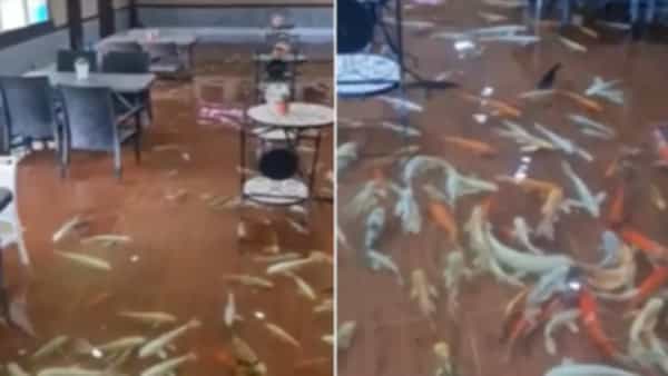 Viral Video: రెస్టారెంట్ నిండా రంగురంగుల చేపలు.. ఈ స్వీట్ఫిష్ కేఫ్ ప్రత్యేకత ఏంటంటే..