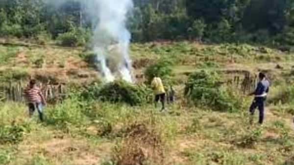 Operation Parivartan: విశాఖ మన్యంలో గంజాయి తోటలను ధ్వంసం.. అడ్డుతిరిగిన గిరిజనులు.. మరి పోలీసులు ఏం చేశారంటే..