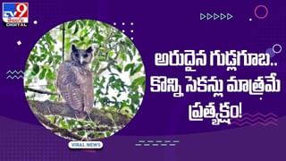 Viral Video: ఈ పిల్లి మామూలుది కాదు..శునకాన్నే ఆడేసుకుంది… వీడియో