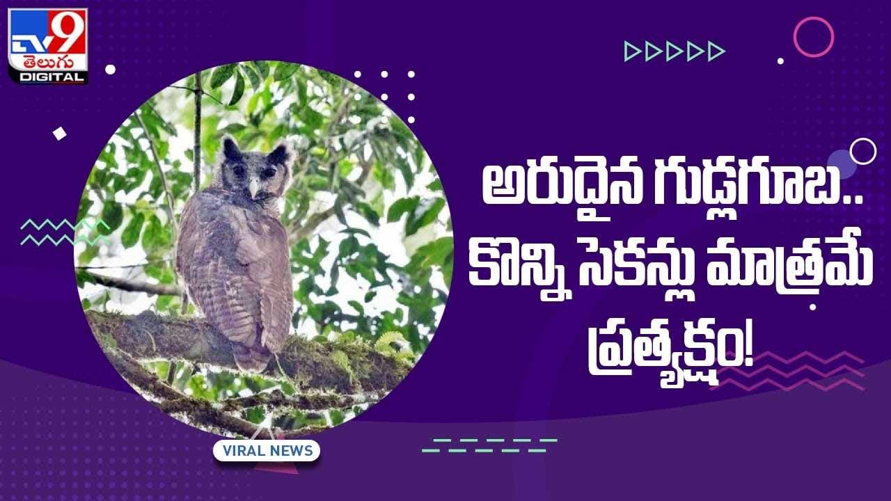 Viral Video: అరుదైన గుడ్లగూబ..కొన్ని సెకన్లు మాత్రమే ప్రత్యక్షం.. వీడియో