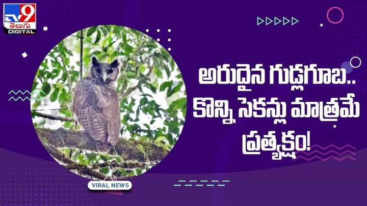 Viral Video: అరుదైన గుడ్లగూబ..కొన్ని సెకన్లు మాత్రమే ప్రత్యక్షం.. వీడియో Viral Video: అరుదైన గుడ్లగూబ..కొన్ని సెకన్లు మాత్రమే ప్రత్యక్షం.. వీడియో