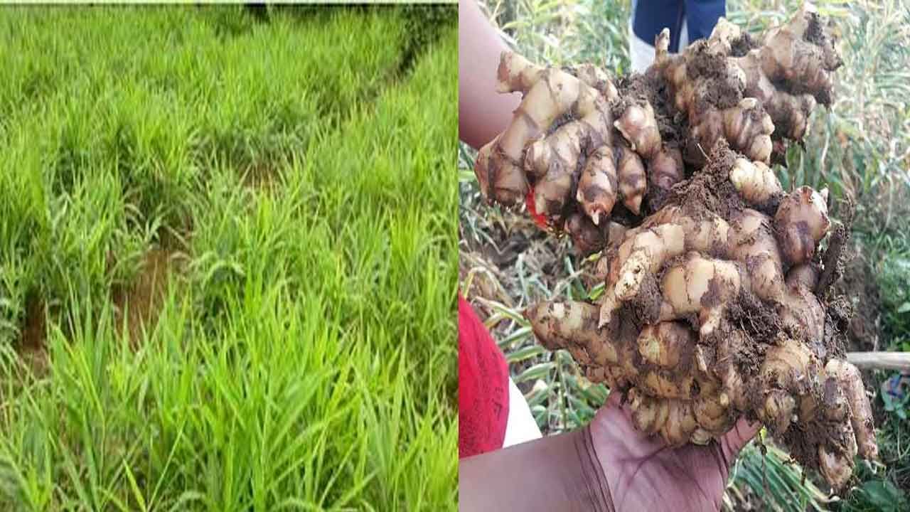 Ginger Farming: హెక్టారు అల్లం పంటతో సుమారు రూ. 15 లక్షలు లాభం.. పూర్తి వివరాలు మీకోసం..