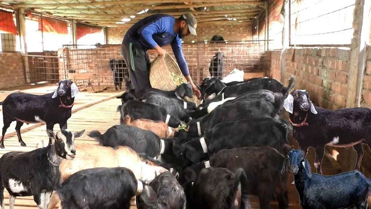 Goat Farming: ప్రభుత్వం ఇచ్చే సబ్సిడీతో మేకల వ్యాపారం ప్రారంభించండి.. రూ.2లక్షలకు పైగా సంపాదించండి