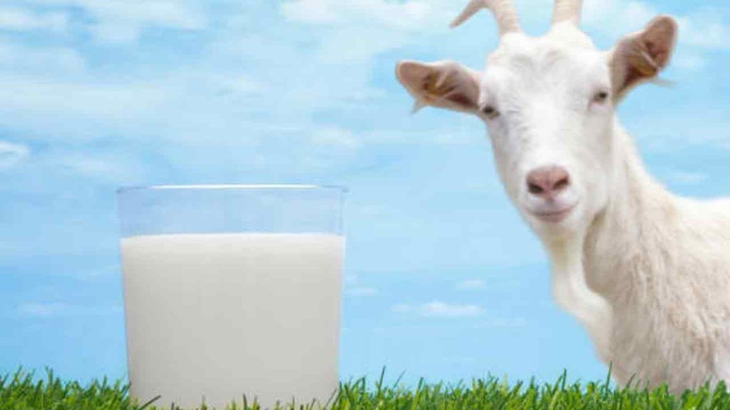 Goat Milk: మేక పాలు అమృతం.. అద్భుతం.. విలువ తెలిస్తే జన్మలో వదిలిపెట్టరు.. Goat Milk: మేక పాలు అమృతం.. అద్భుతం.. విలువ తెలిస్తే జన్మలో వదిలిపెట్టరు..