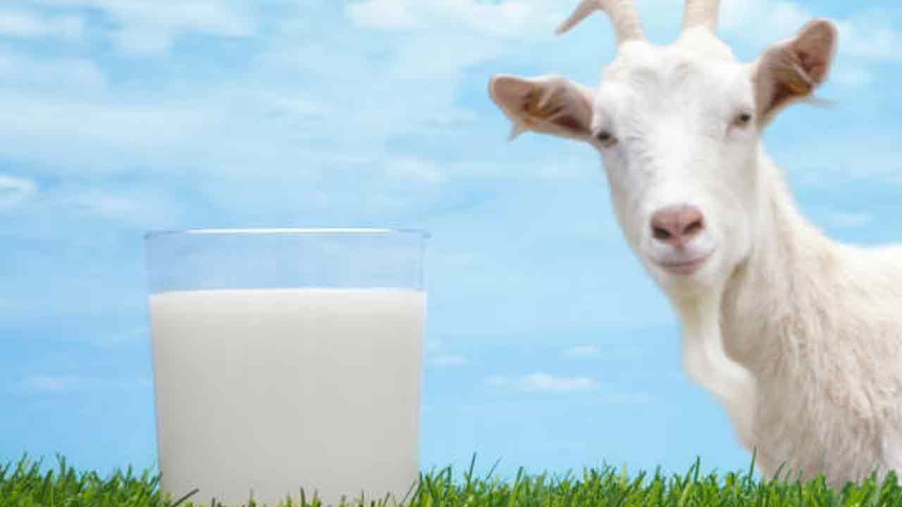 Goat Milk: మేక పాలు అమృతం.. అద్భుతం.. విలువ తెలిస్తే జన్మలో వదిలిపెట్టరు..